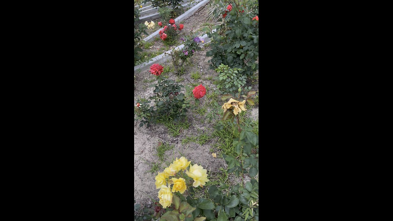 The beauty of roses