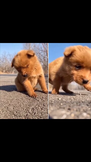 Cute Sleepy Puppy is falling asleep