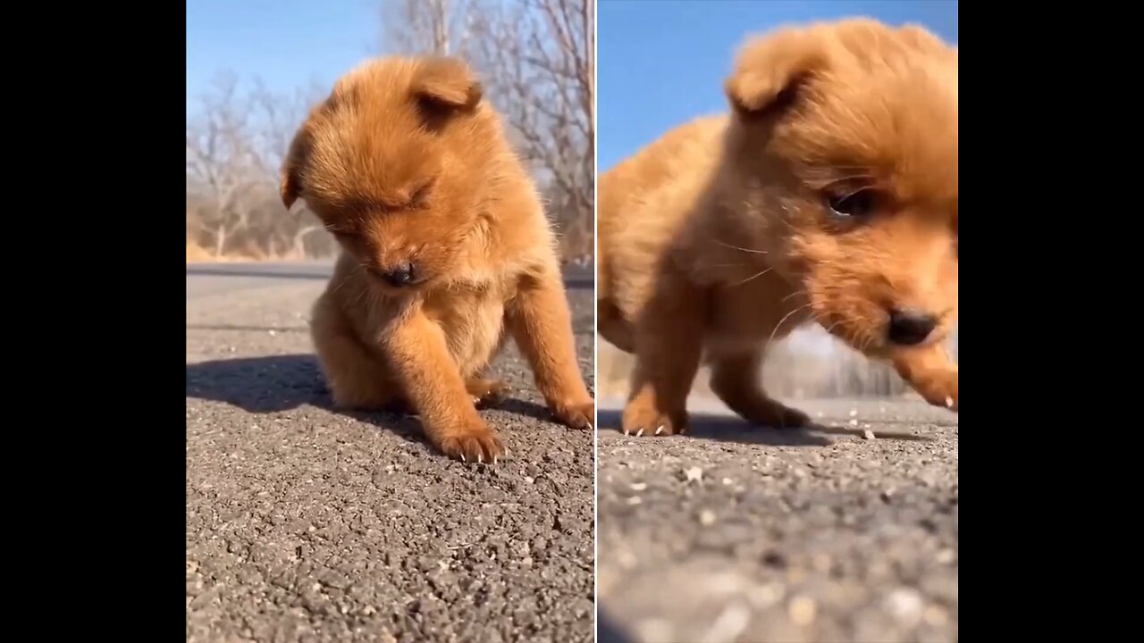 Cute Sleepy Puppy is falling asleep