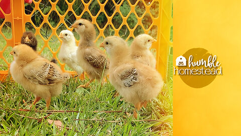 Newly Hatched Chicks are SOAKING UP the SUN #shortsvideo #ytshorts #shorts