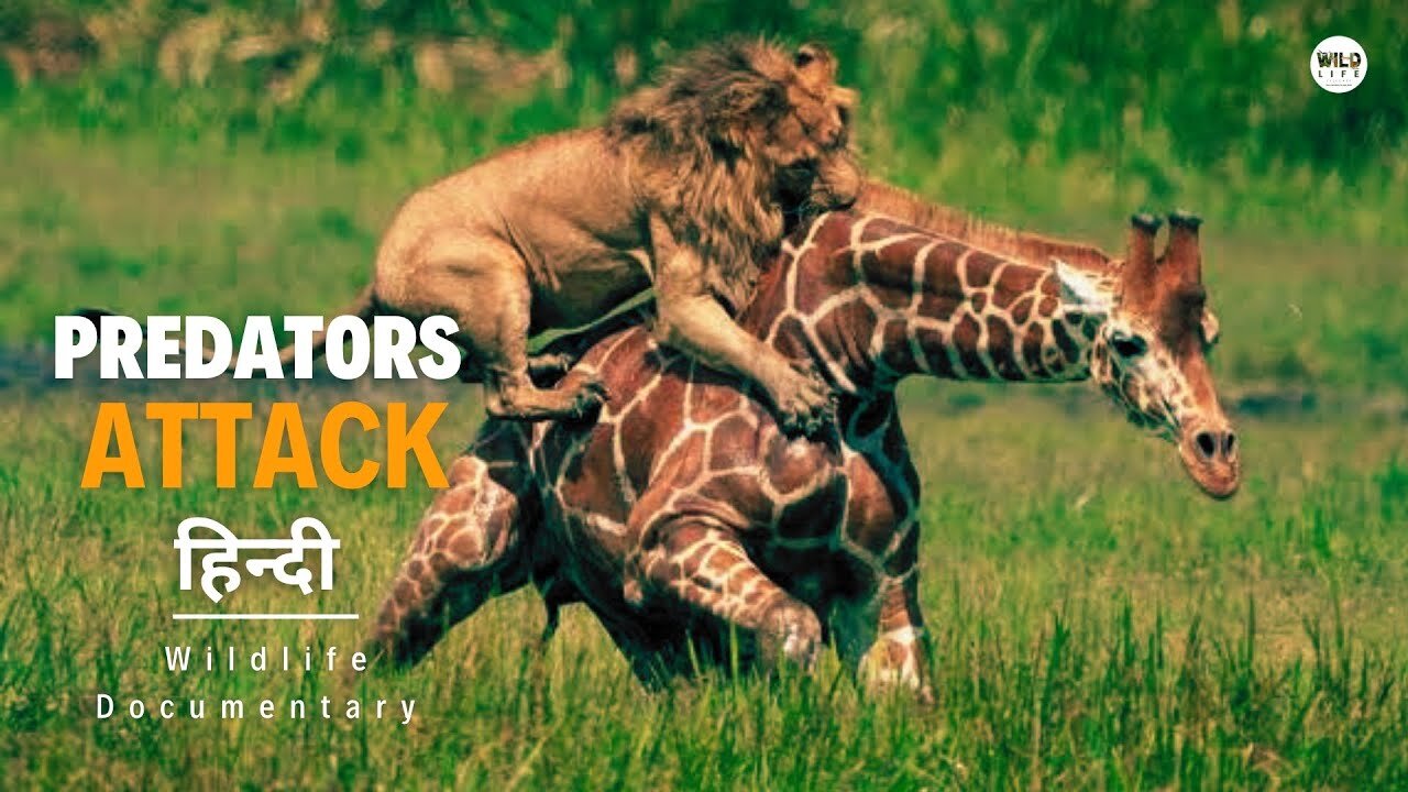 #Animals#lionattack#wildlife#Amazinganimalvideo#4kHDvideo#viral