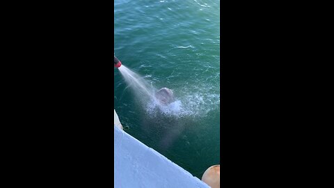 Manatee