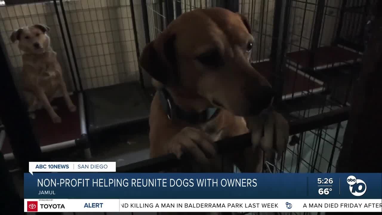 Non-profit helping reunite dogs with owers