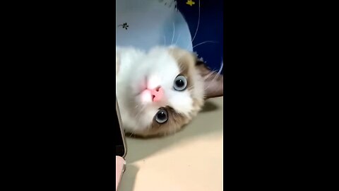 Fanny cats video 😻♥️