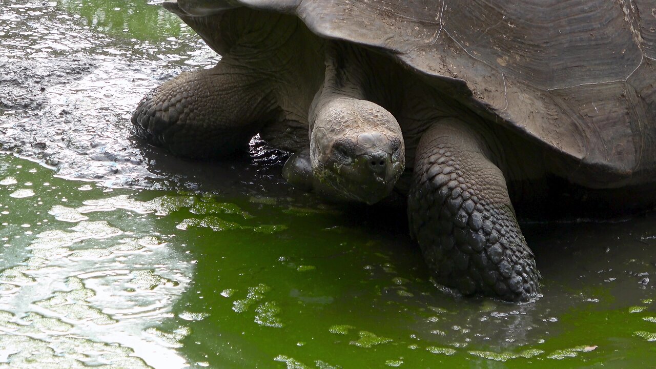 Ancient Galapagos tortoise makes slow trip through mudhole