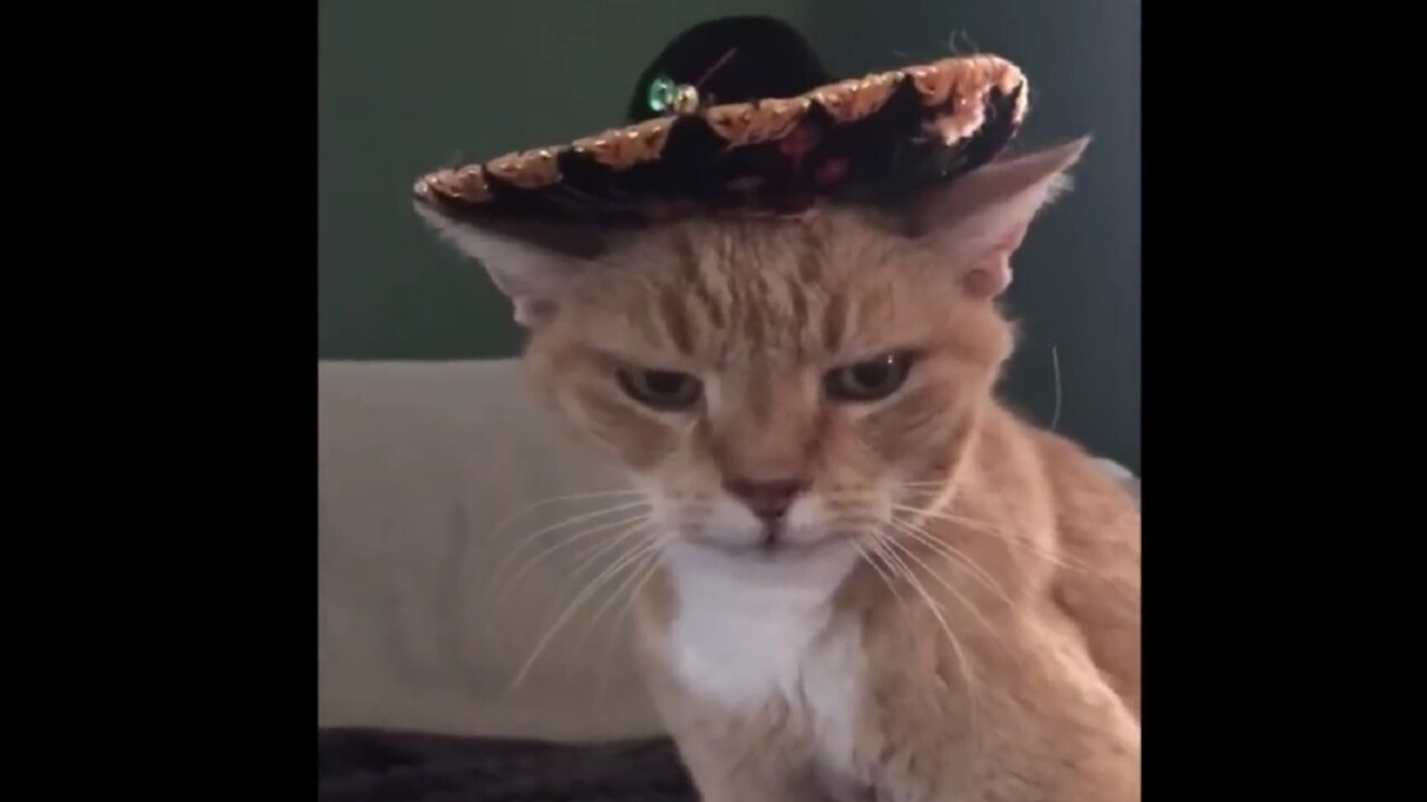 funny Cat and dog Videos ππΆππΉ #funny #cat #dog
