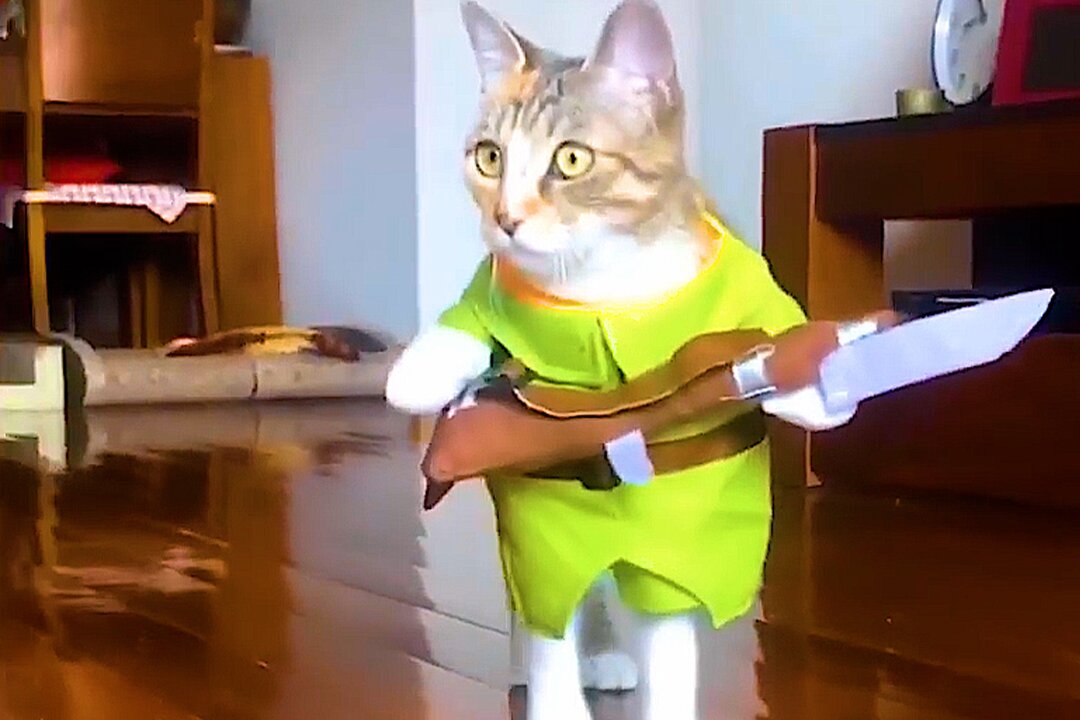 Crazy Cat Capers: The Most Viral Cat Videos of 2023| Viral Cat Video Compilation