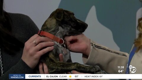 Pet of the Week: Little Dipper