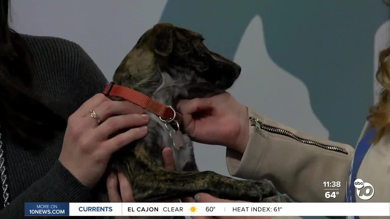 Pet of the Week: Little Dipper
