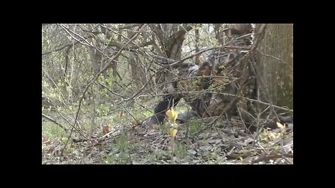 Wisconsin turkey hunting 2023 gobbler down!