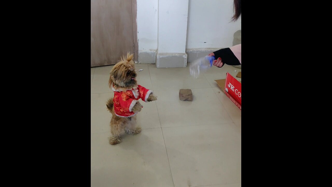 "Adorable Shih Tzu Standing and Hopping Like a Bunny – Too Cute to Miss!"