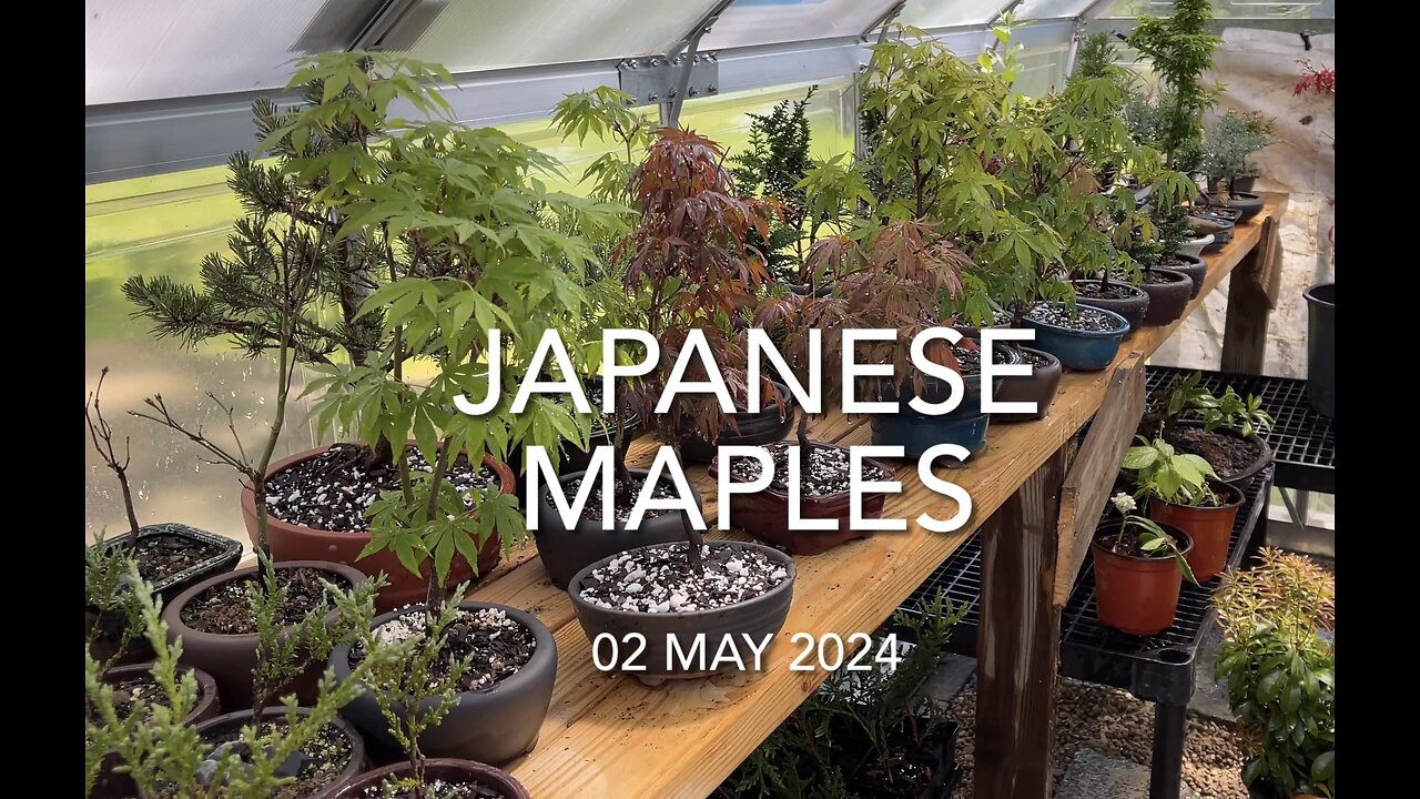 Japanese Maples