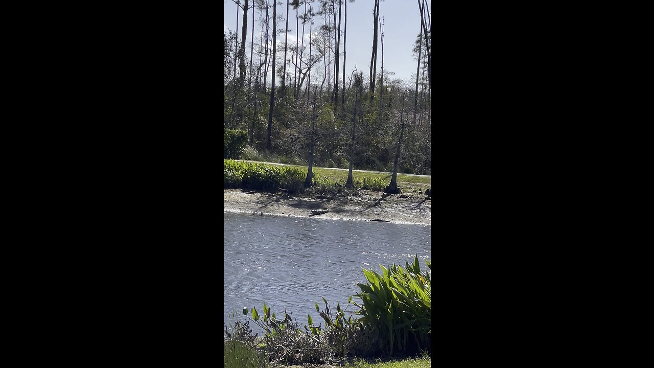 Gators In Paradise Part 1 #Gator #Alligator #mywalksinparadise #SWFL #4K #DolbyVisionHDR