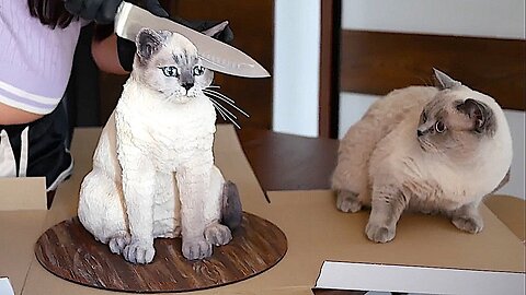 Cat Watches Owner Cut Cake Of Himself