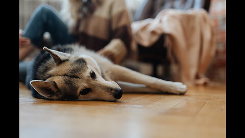 Dog Training - Teach It To Ignore Your Cat - German Shepherd