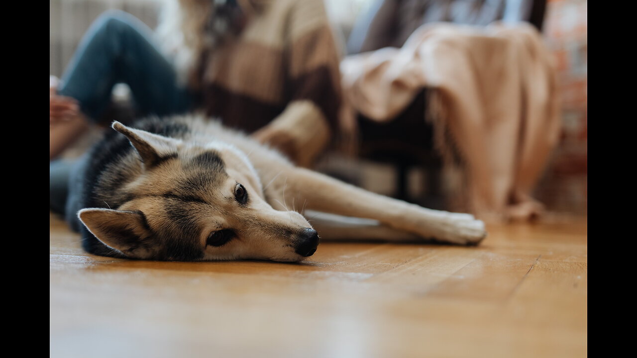 Dog Training - Teach It To Ignore Your Cat - German Shepherd