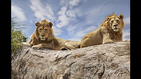 Lion enjoying the weather