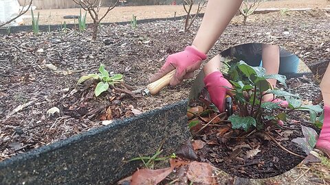 Garden Bed Clean Up: Weeding, Hellebore Maintenance, and Transplanting Foxglove || DMA