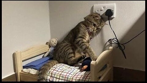 cats doing silly things