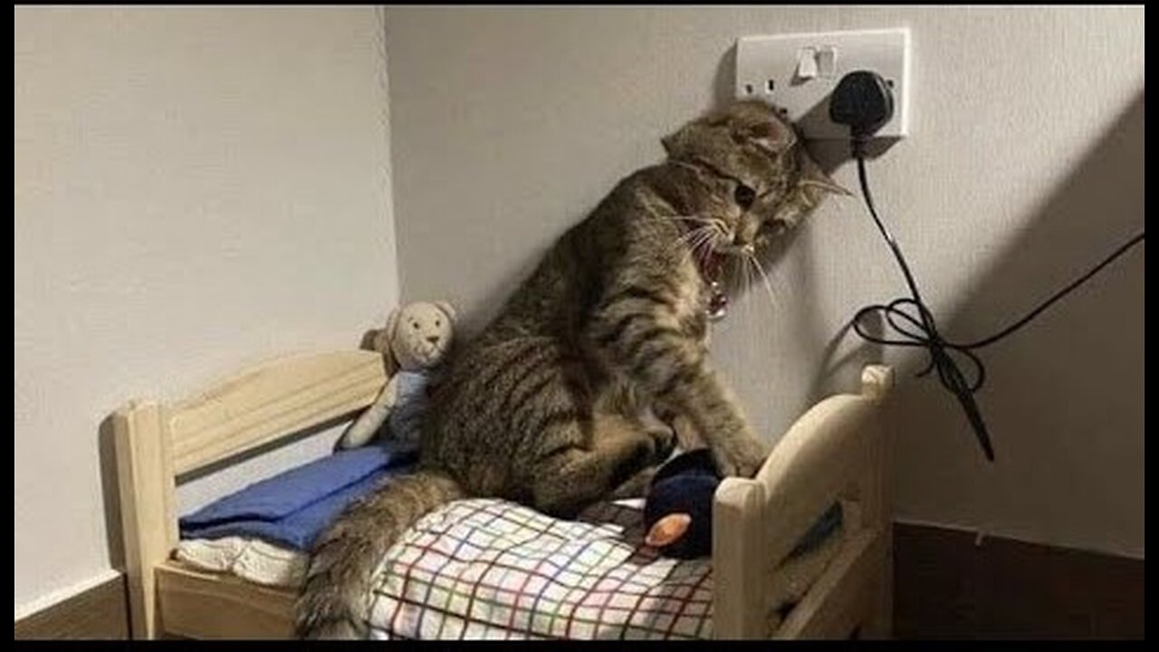 cats doing silly things