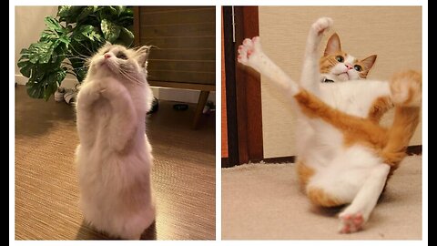 cat fuuny