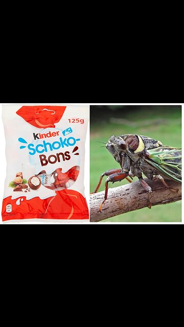 Excretiile mustei Laccifer lacca / Gomma lacca in bomboanele copiilor