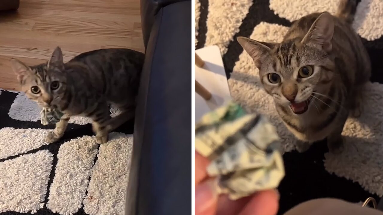 Cat finds $1 bill, proudly brings it to owner