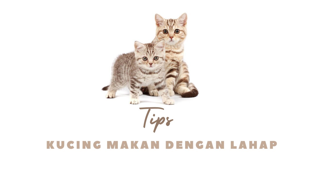 TIPS KUCING MAKAN DENGAN LAHAP