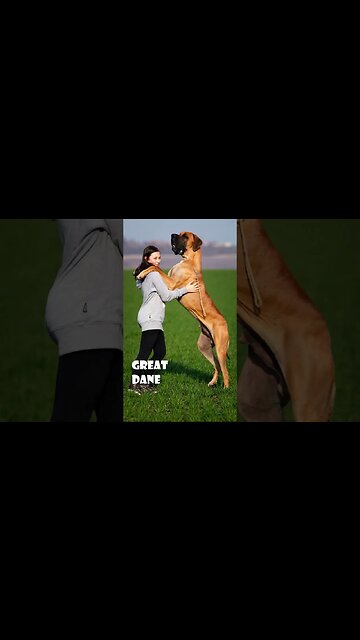 Top 7 dog breeds that are easy to groom#shorts