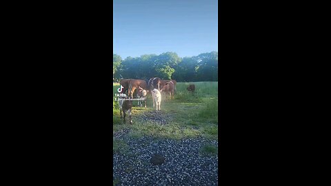 Happy baby calves.