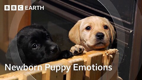 The Unique Bond Between Humans and Dogs | Wonderful World of Puppies | BBC Earth