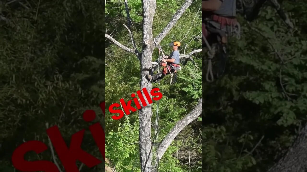 Tree 🌲 Trimming Skills 😳can’t be afraid of heights #prepperboss #shorts #trees #chainsaw 🪵 #wood