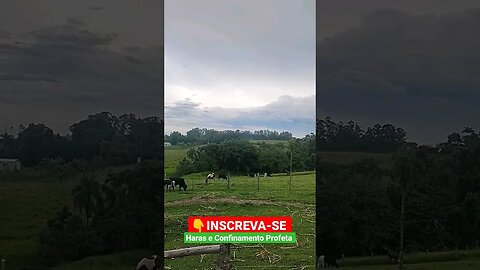 Depois do dia de barriga cheia, só paz #shorts #roça #animals #bicho #fazenda #sitio #agro #sp