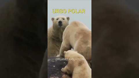 aventuras do urso polar: vida na tundra #curiosidades