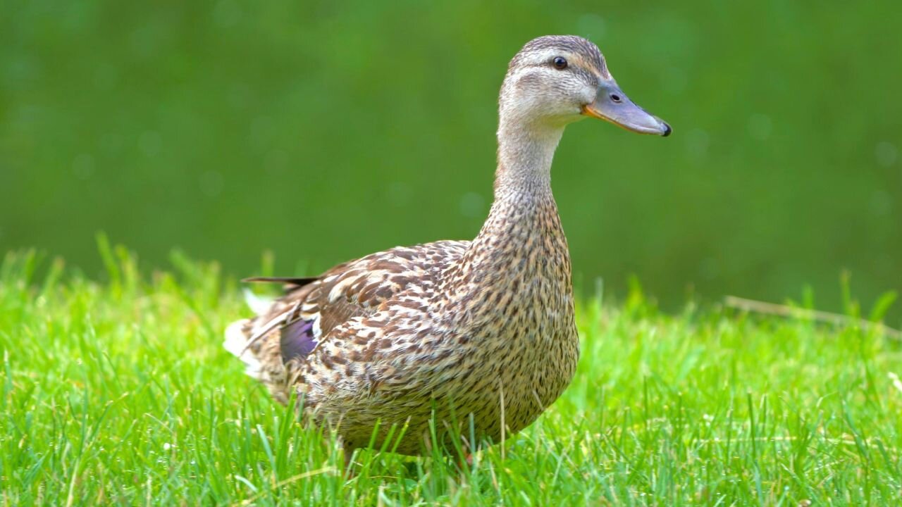 Miss Quacks-A-Lot on Solid Ground. Mallard Duck Hen