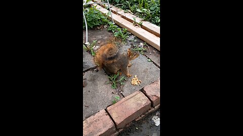 feeding and petting my girl squirrel 🐿️