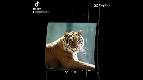 Tiger 🐅 Photography TikTok #capcut #shorts