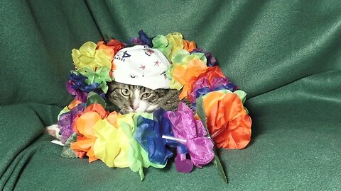 This Little Cat Has Hidden