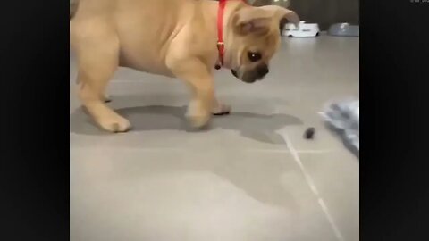 Frenchie Puppy Adorably Plays With A Blueberry