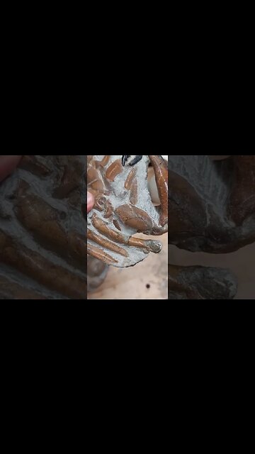 Removing all the rock from a fossil crab 🦀 #shorts #fossil