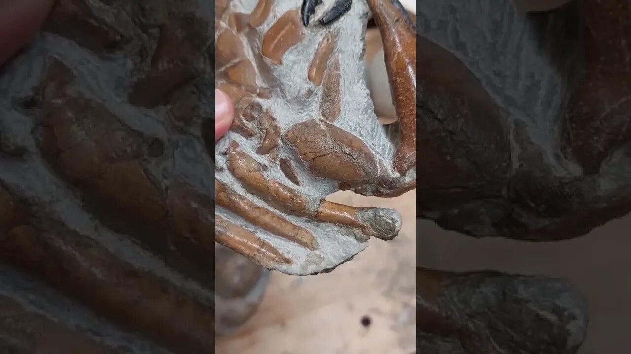 Removing all the rock from a fossil crab 🦀 #shorts #fossil