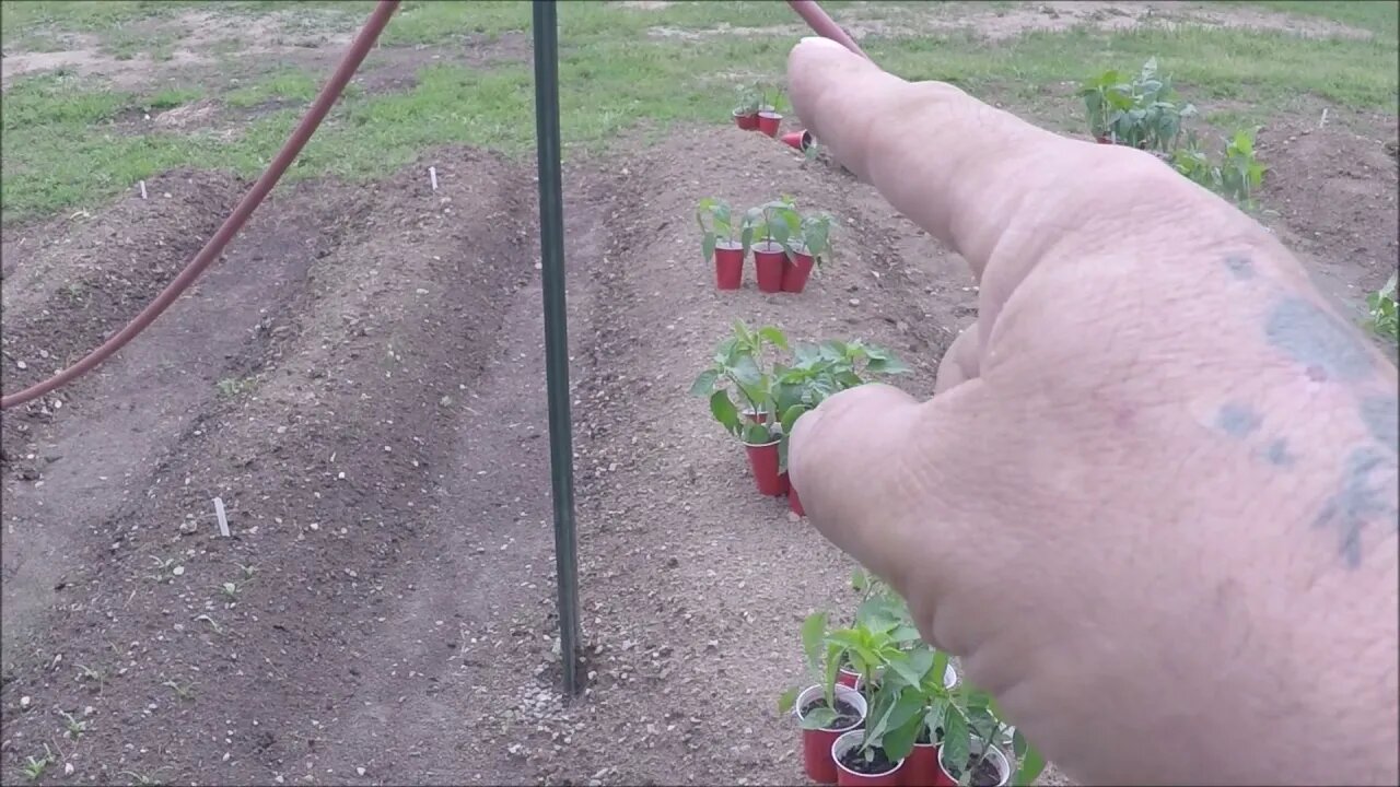 Planting Tomatoes in the High Tunnel