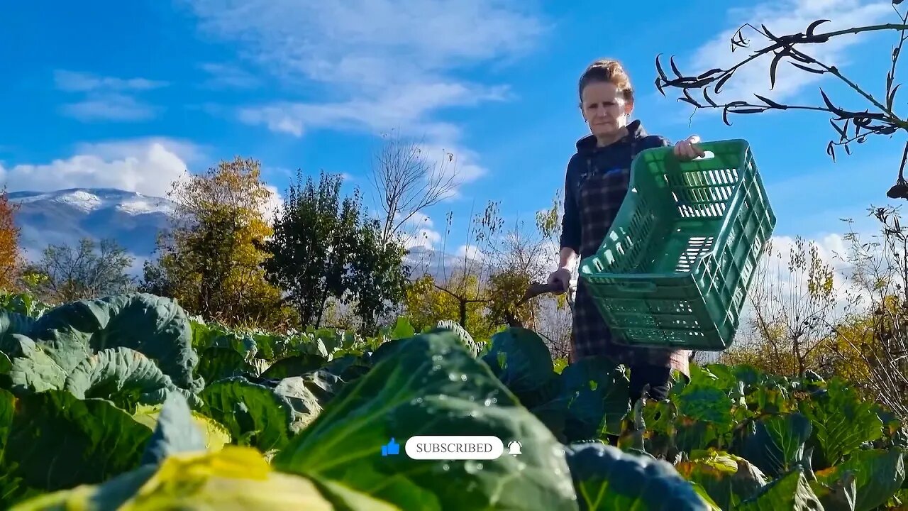 Cabbage Harvest! Making an Unusual Albanian Dolma Recipe