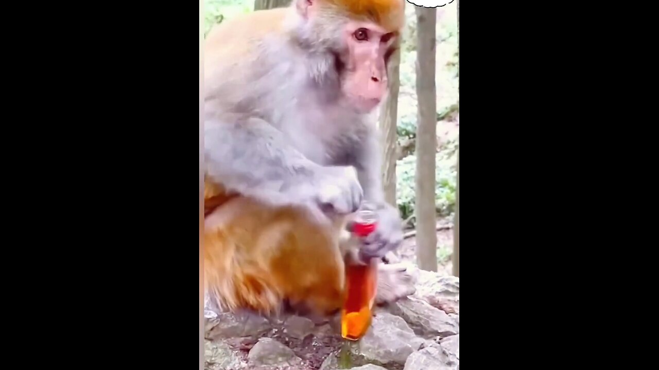 Monkey getting lit