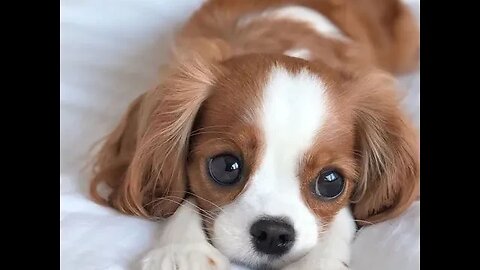 Baby Dogs- Cute And Lovely video in 2023... #trending