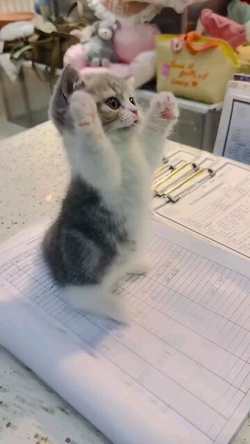 Cutee Kitten