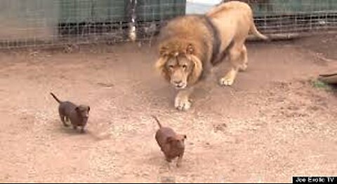 Dachshund owns a Lion~must see