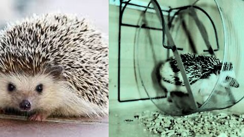 A Must Watch Hedgehog Pet Running for Exercise