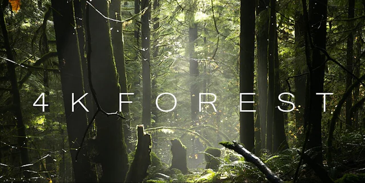 4K Forest - Cinematic Forest - 4K Nature Video Ultra HD