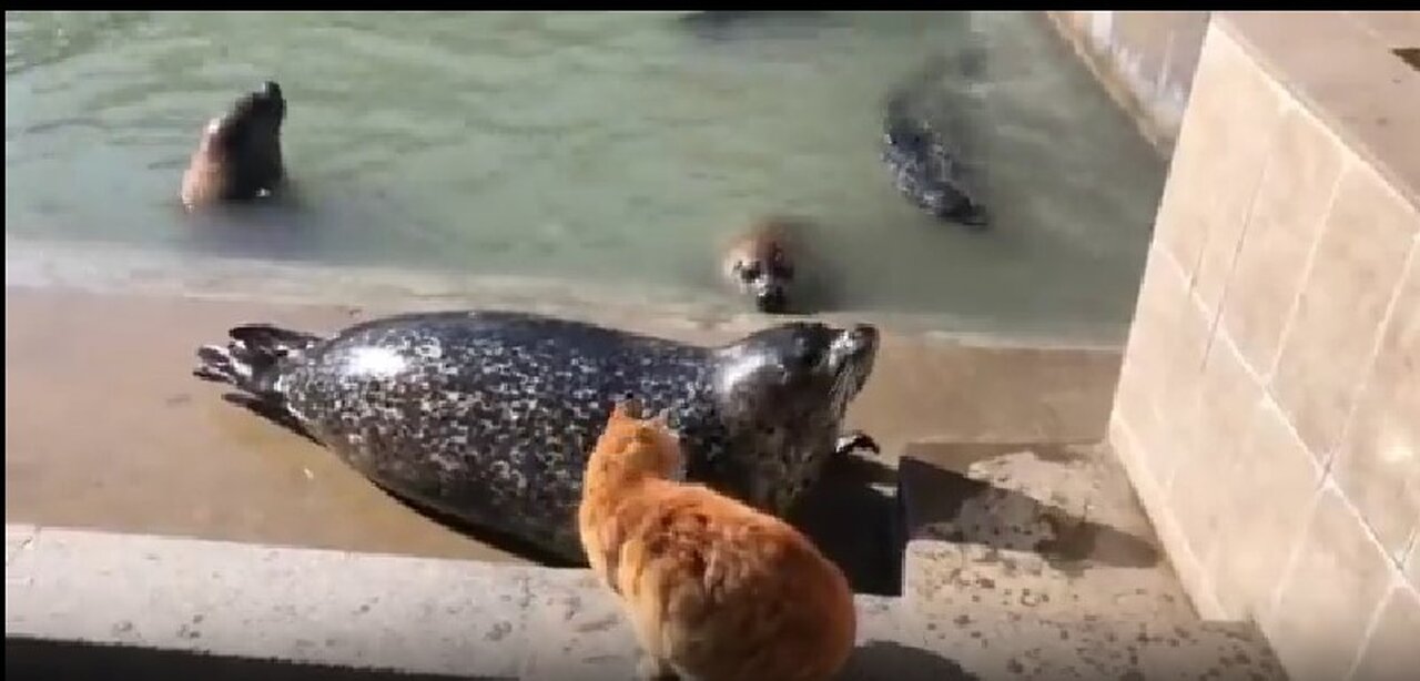 What did the seal say to offend the cat